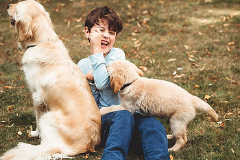 A child plays with a Labrador Retriever and a Golden Retriever